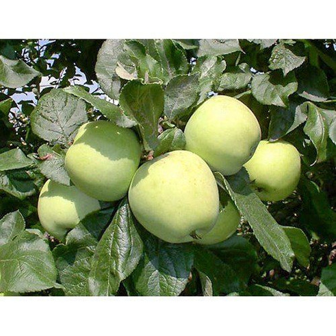 Саженцы яблони московское зимнее купить в Москве по цене от 690 рублей