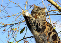 Снять кошку с дерева