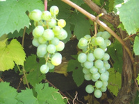 Виноград сортовой, не укрывные формы белые сорта