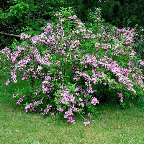 Латинское название: Weigela florida Styriaca
Форма кроны: компактная, вертикальная у молодых растений и широкораскидистая у взрослых экземпляров
Диаметр: 2,0-2,5 м
Высота: 1,5-2,0 м