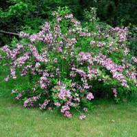 Вейгела Weigela 'Styriaca