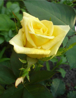 Роза чайно-гибридная Скайлайн 1 шт