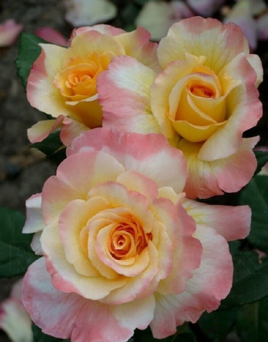 Роза чайно-гибридная Акварель 1 шт